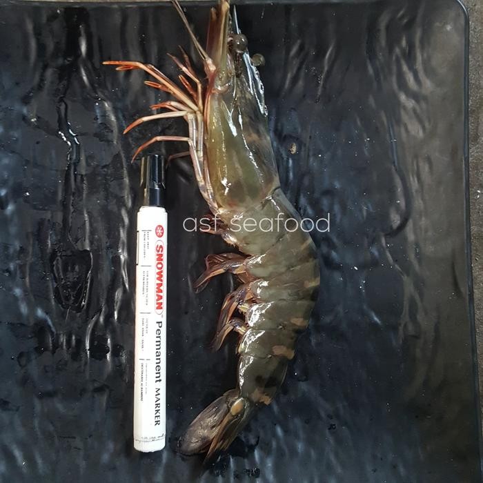 

Pilihan- Udang Windu / Pancet / Tiger Size 8-10 Pcs