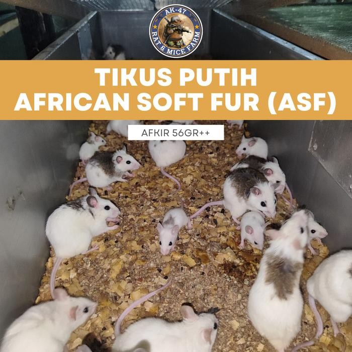 Pilihan- Tikus Asf African Soft Fur - Pakan Hewan Reptil Ball Phyton Afkir/Jumbo/Extra Large