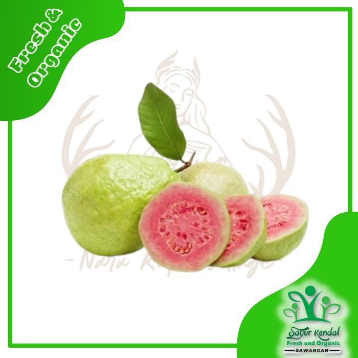 

Pilihan- Fresh Jambu Biji Merah - Sayur Kendal Sawangan