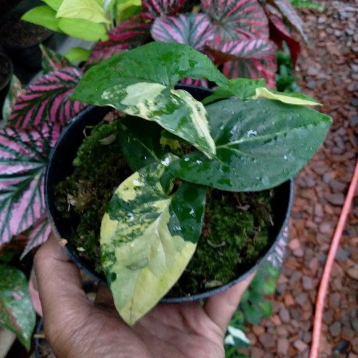 syngonium variegata kuning 07