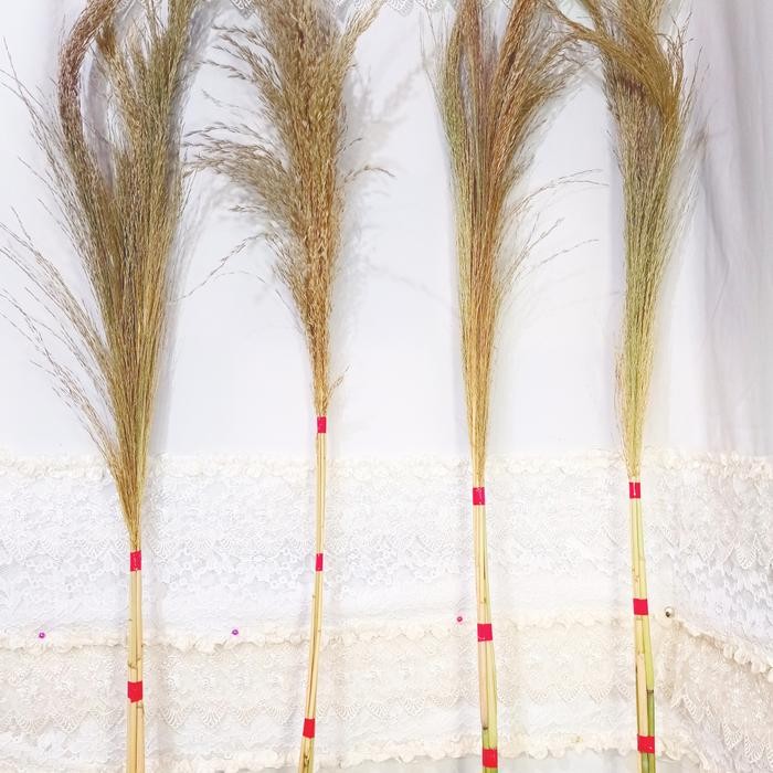 pampas rayung pampas bulu dekorasi ruang