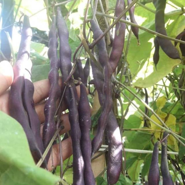 Terlaris - 4 Bibit Benih Buncis Ungu