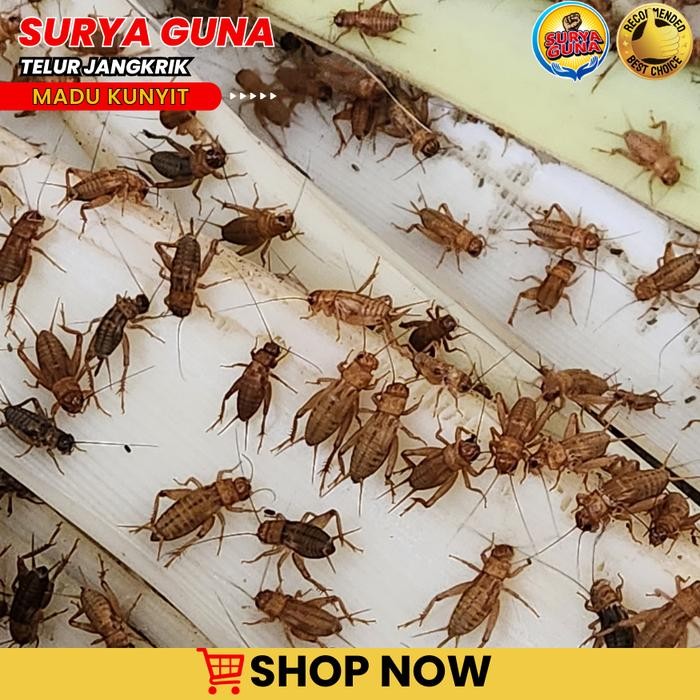 PetShoPq- Telur Jangkrik Madu Asli 98% Kuning Full Super Siap Netas 500 Gram