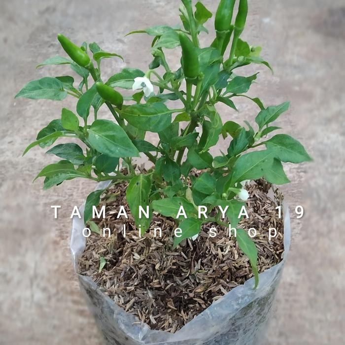 BIBIT F1 TANAMAN CABE RAWIT CABAI RAWIT