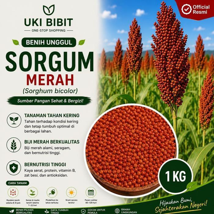 Promo ( 1 Kg ) Benih Biji Sorgum Merah Red Sorghum Jagung Cantel Merah Terlaris