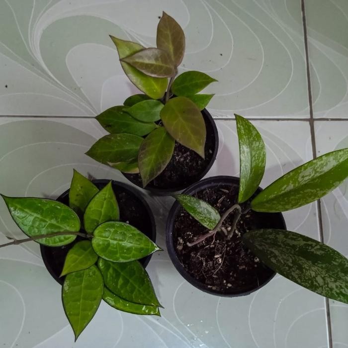 SM- tanaman hias gantung hoya ekonomis paket isi 3