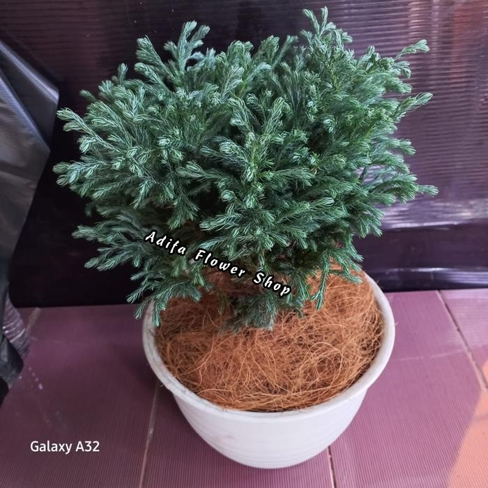 SM- TANAMAN HIAS CEMARA PERAK UKURAN BESAR / CEMARA EMBUN INC POT PUTIH