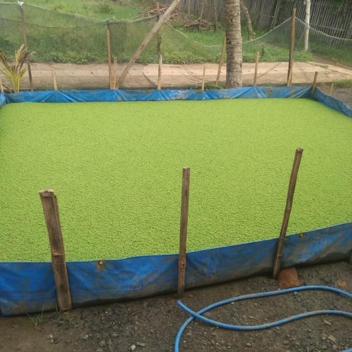 rumput azola Bibit Azolla pinata microphyla Azola Pakan Ikan 100 gram
