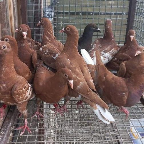 Pilihan- Burung Dara Biasa Hidup - Merpati Potong - Buy 2 Free Jagung Kristal