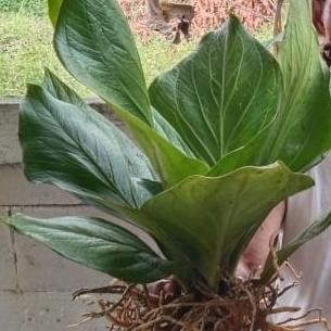 Anthurium jemani twister dewasa