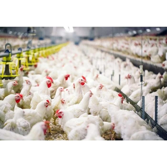 SUPLEMEN AYAM TINGGI KALSIUM, PAKAN AYAM PEDAGING PETELUR CALSIUM +