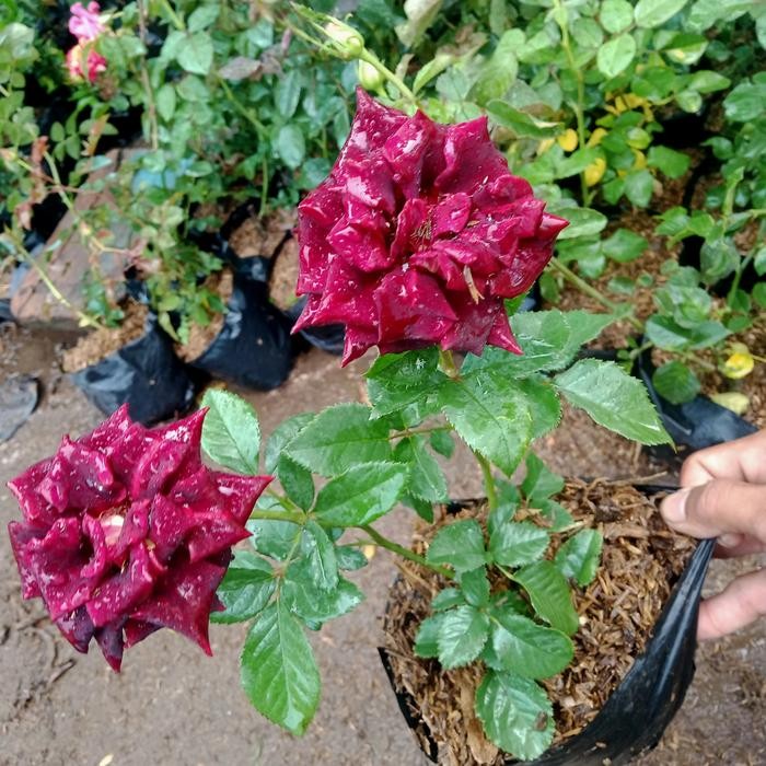 TANAMAN HIAS MAWAR HITAM BUNGA BESAR ASLI