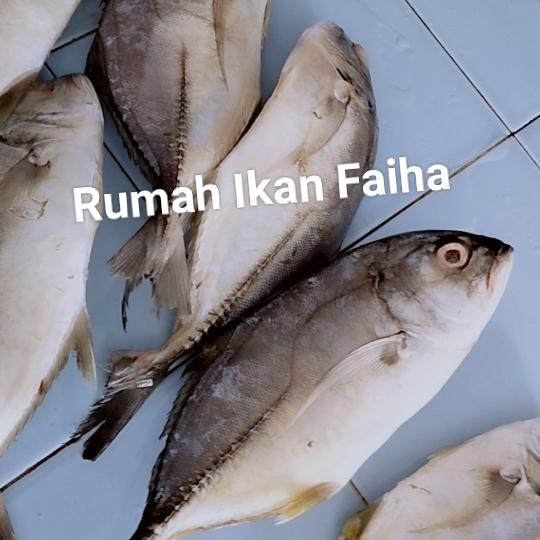 Instanbisa- Ikan Kuwe Segar Beku