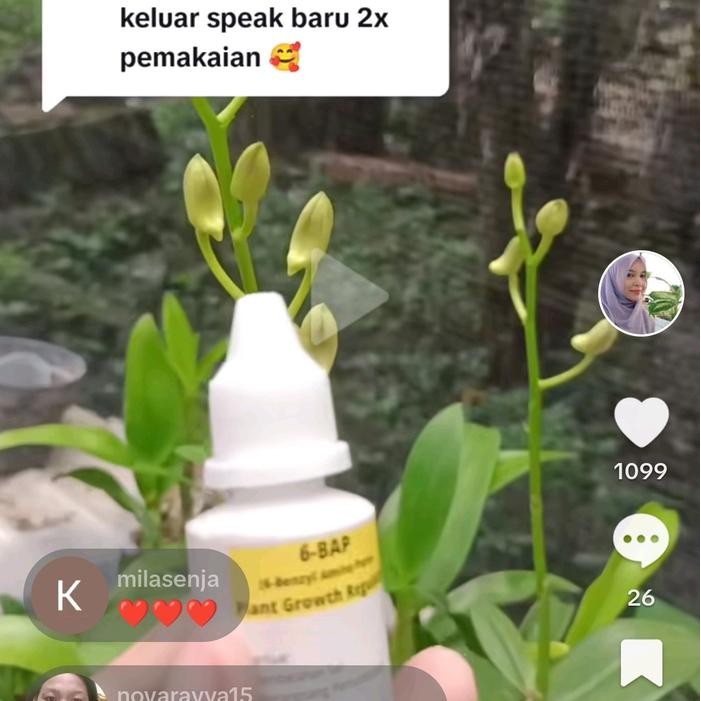 Bap - 6-Bap 10000 Ppm 30Ml Perangsang Bunga & Tunas Anggrek Dendrobium Bulan Onchidium Vanda Catleya