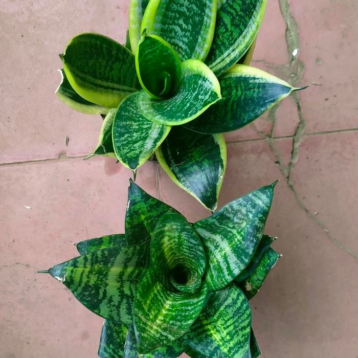 [ paket 2 sansivera mini murah ]