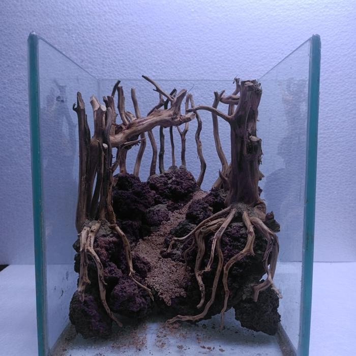 Aquascape Jungle Style Tank 20X20 # 4 Include Moss #Gratisongkir #Sale #Discount