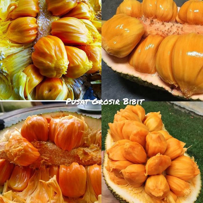 bibit cempedak king asli valid