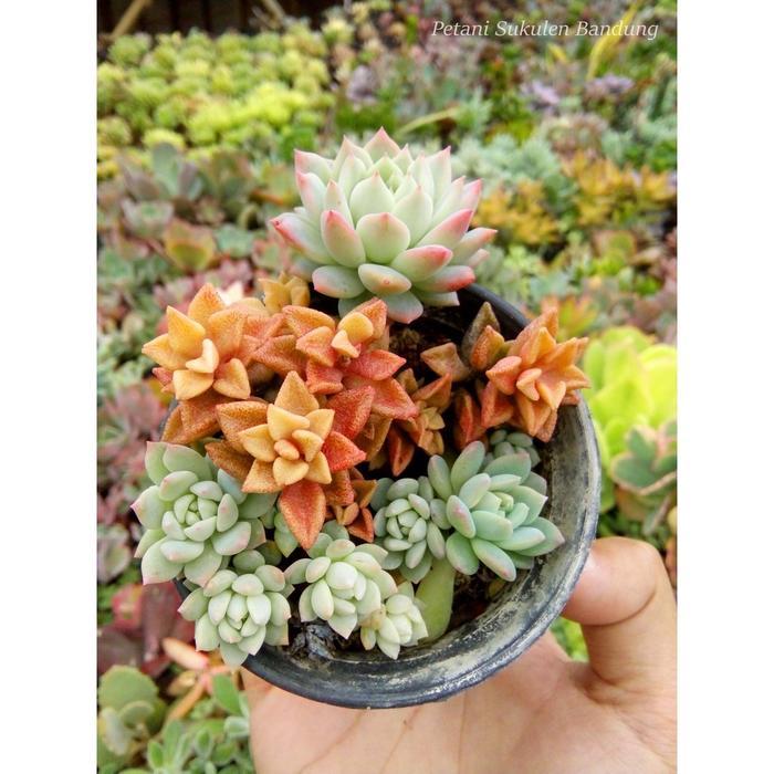 Promo Pohon Sukulen Kaktus sekulen hias mini fullcolor tanaman asli