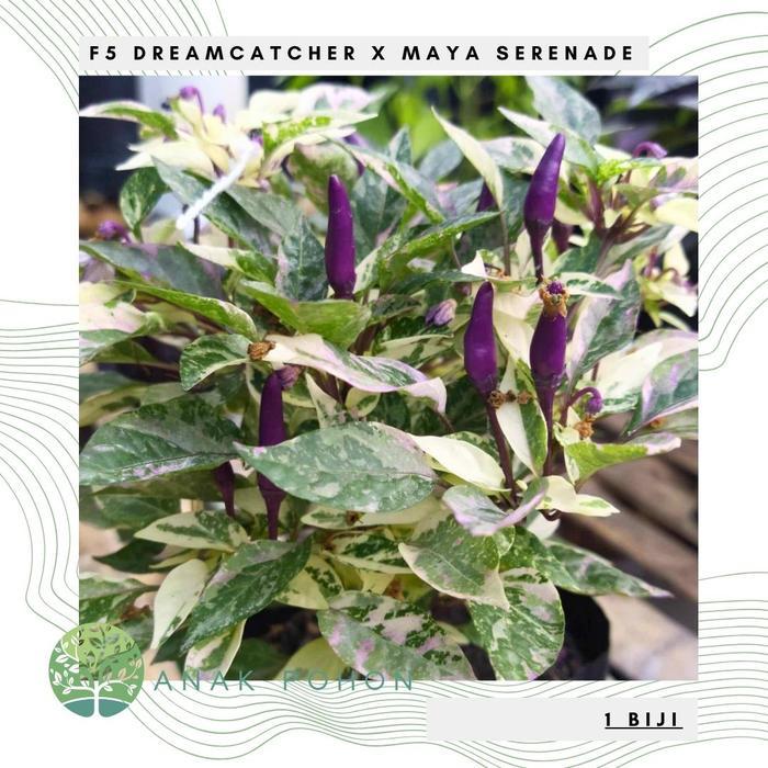 Benih Bibit Biji - Cabai F5 Dreamcatcher x Maya Serenade Cabe Pelangi Rainbow Daun Varigata Pepper