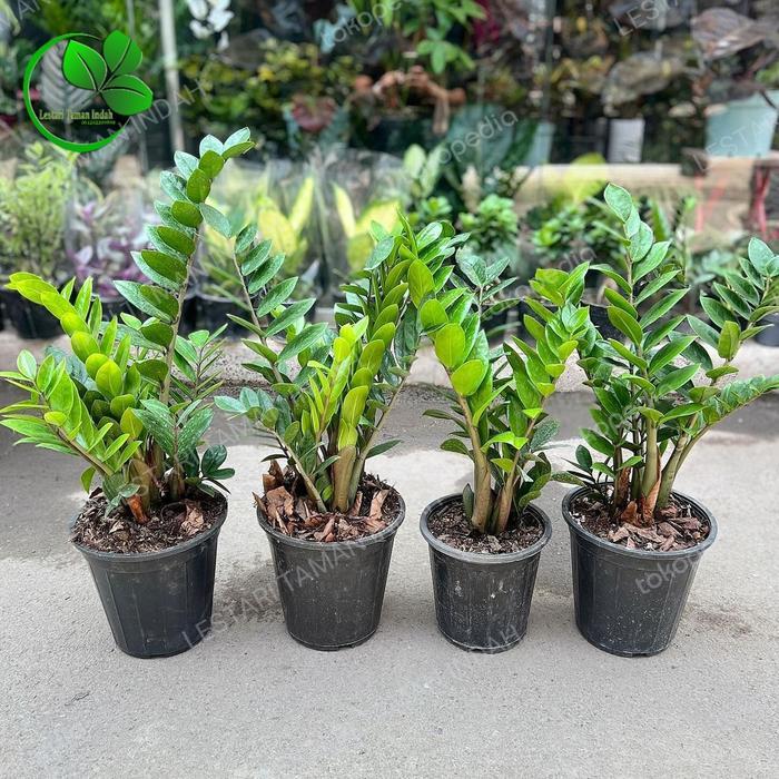 tanaman hias dollar zamia culcas pohon dollar zamia culcas