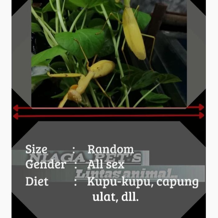 TERMURAHH belalang sembah emas (gold praying mantis)