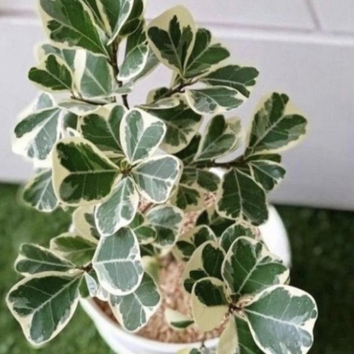 

Tanaman Hias Ficus Butterfly // Beringin Kupu Kupu V