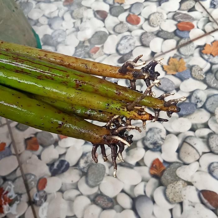 Jlterang Bibit Pohon Bakau