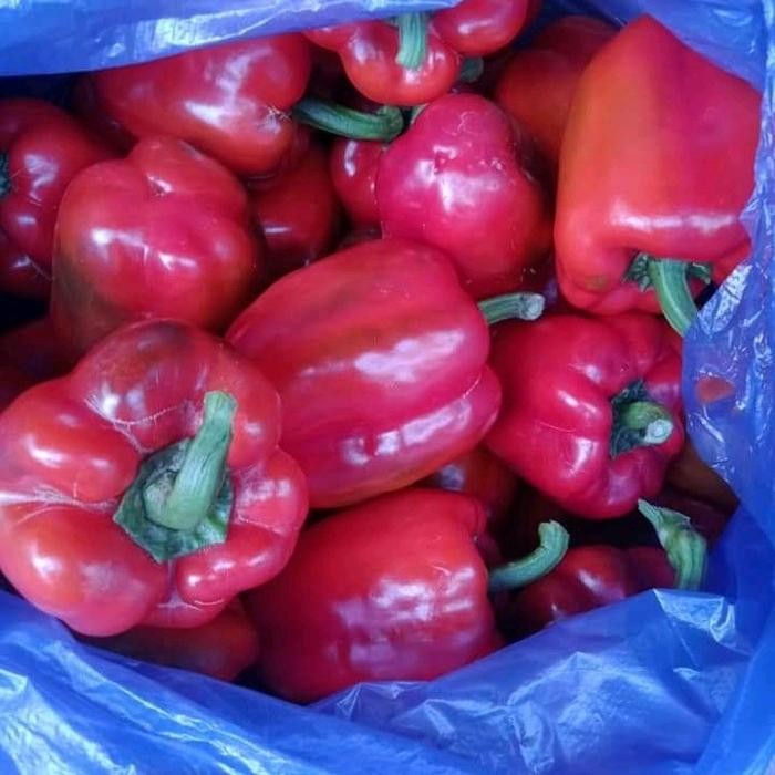 

Pilihan- Cabe Paprica Bandung Merah & Kuning