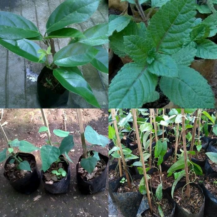 Paket 4 bibit tanaman daun cincau hijau & hitam