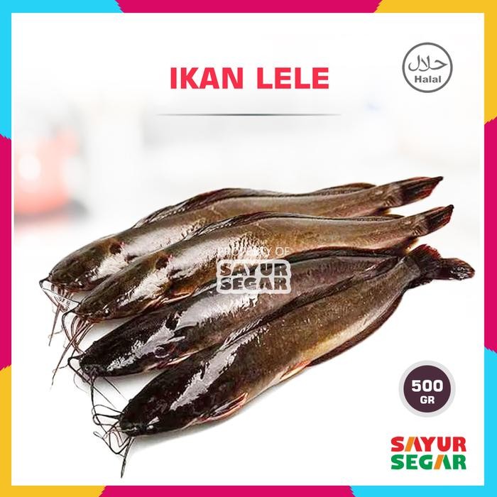

Pilihan- Ikan Lele