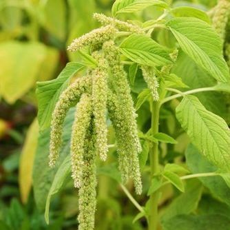 Terlaris - 500 Bibit Benih Bayam Potong