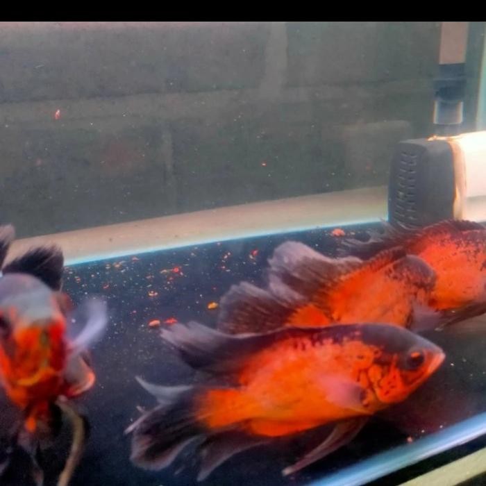 IKAN OSCAR TEMBAGA SLAYER