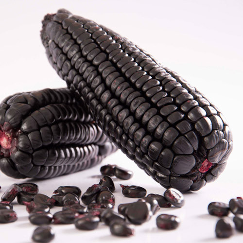 Flash Sale - 30 Bibit Benih Jagung Ketan Hitam