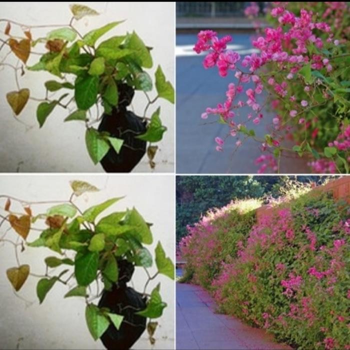 Stok Baru 4 pcs bunga air mata pengantin