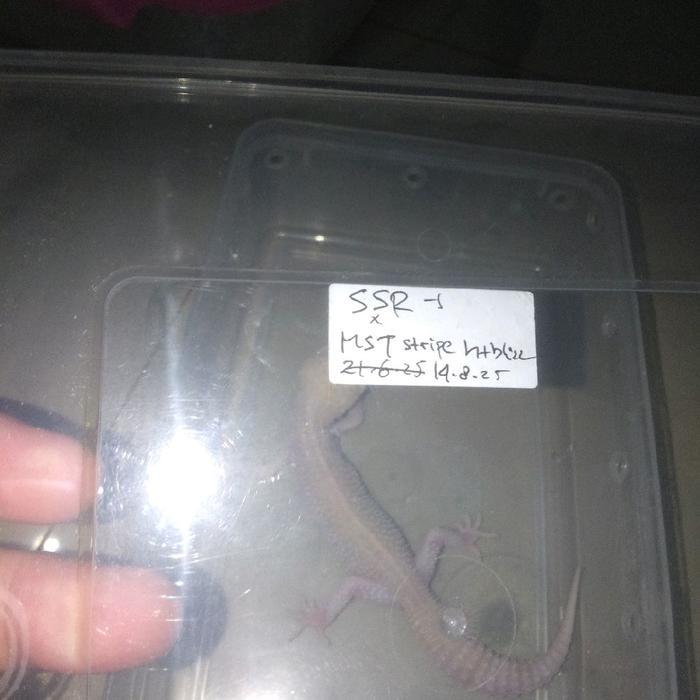 GECKO SUPER SNOW ALBINO TREMP.