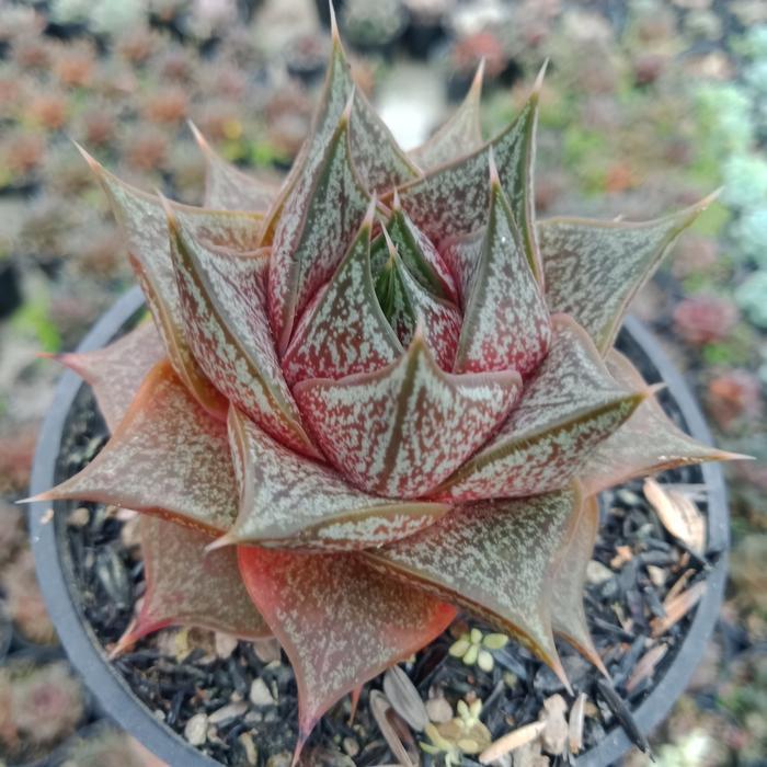 Sukulen - Sukulen mini - Echeveria Purposorum