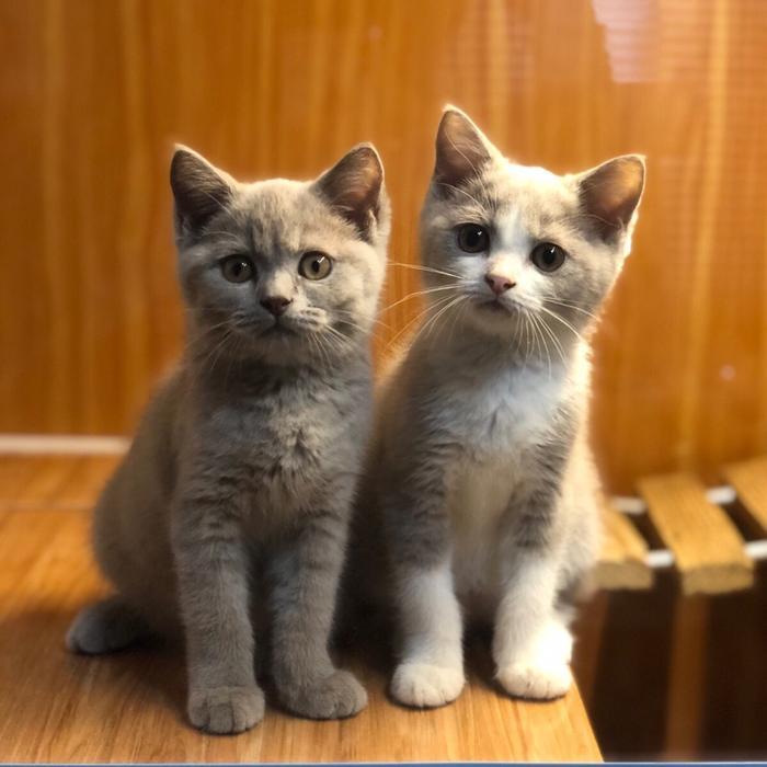 kitten british shorthair kucing