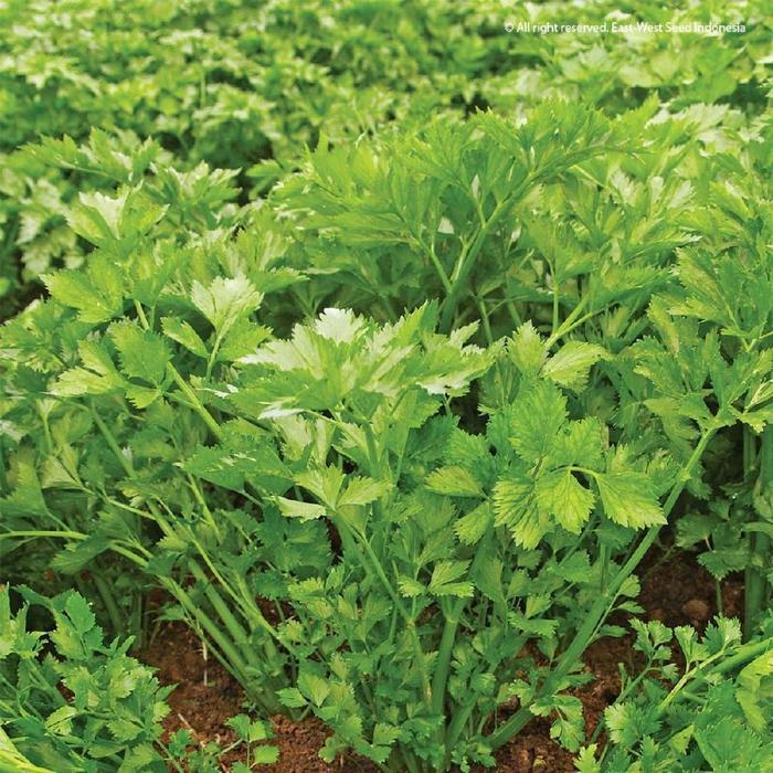 Juwara_Syatu Kemasan Pabrik Import[Kebun Kota]-Bibit Benih Tumbuhan "Seledri Import "