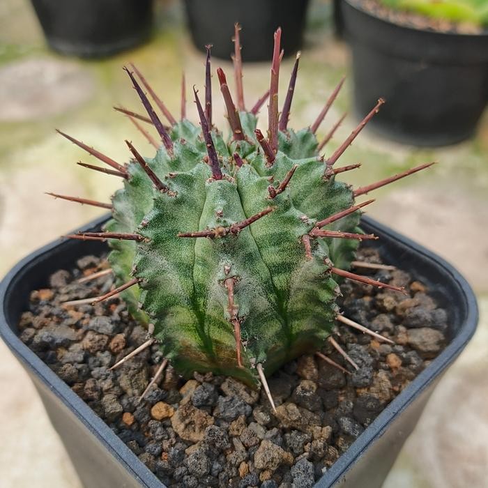 SM- Euphorbia Horrida from Seedling Kaktus Sukulen Tanaman Hias