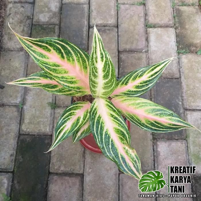 SM- Tanaman hias aglonema pink sunset - Aglonema pink sunset