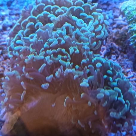 karang / coral siwalan ijo