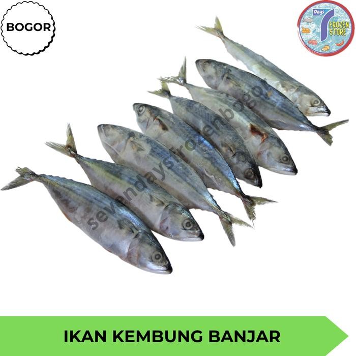 

Pilihan- Ikan Kembung Banjar Beku Uk 1 Kg