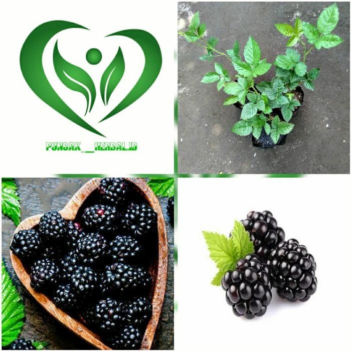 Bibit Tanaman Buah Blackberry Pohon Blackberry