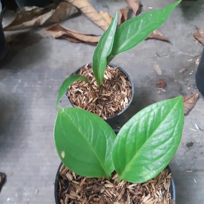 anthurium paketan ( obor dan cobtik varigata )