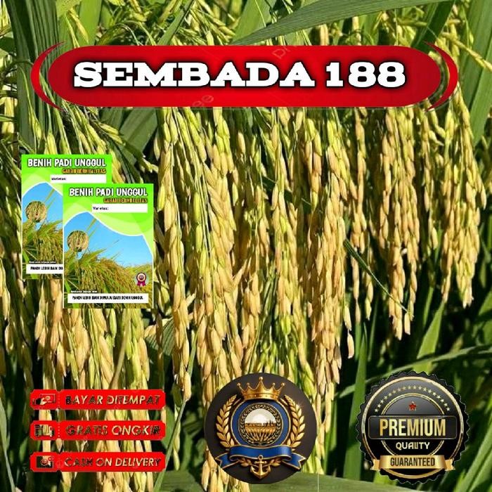 (1KG) BENIH BIBIT PADI HIBRIDA SEMBADA 188 PREMIUM BERKUALITAS Tanaman Biji