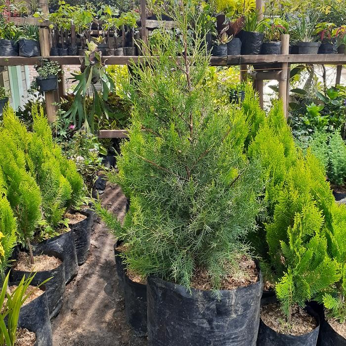 CEMARA RENTES WANGI TINGGI 1 METER/ CEMARA NATAL