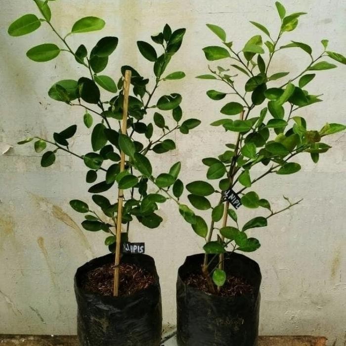 BIBIT JERUK NIPIS ASLI, JERUK NIPIS BULAT ASLI AIRNYA BANYAK 100%