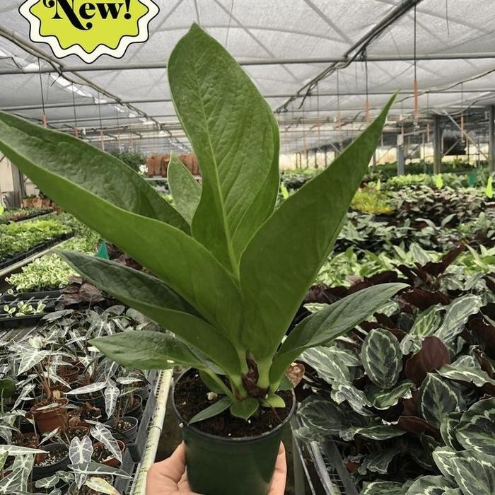 [ tanaman hias anthurium jemani cobra besar ]