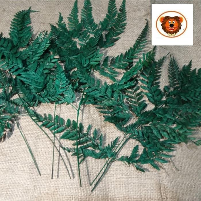 Daun pakis/daun paku 1 ikat