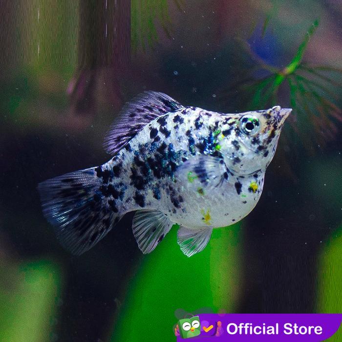 Molly Marble Balon / Ikan Hias Aquascape Air Tawar / Ikan Molly Balon